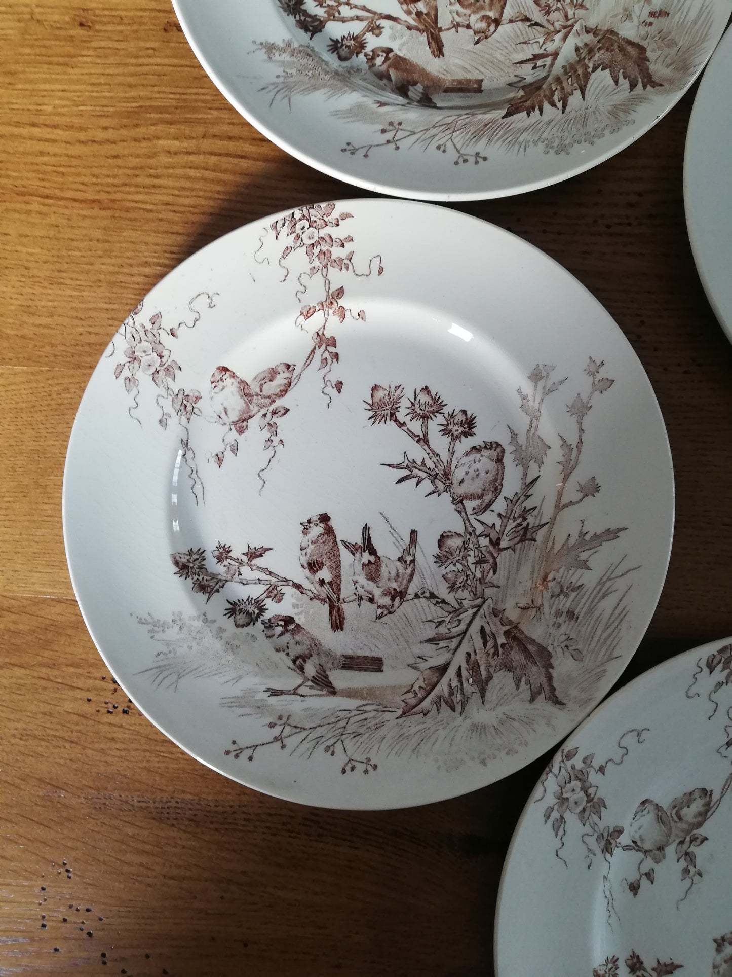 Assiettes Chardonneret Creil et Montereau
