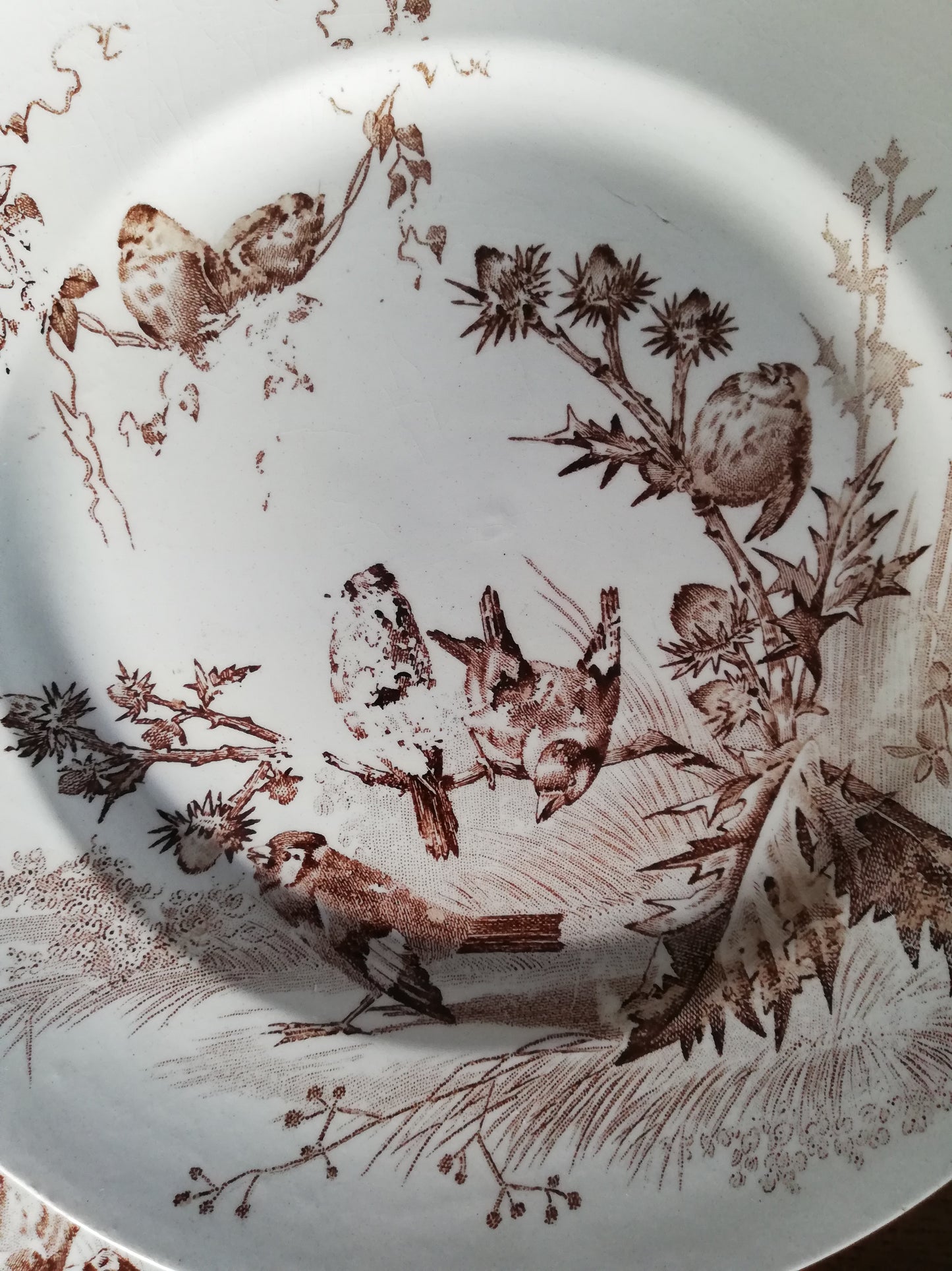 Assiettes Chardonneret Creil et Montereau