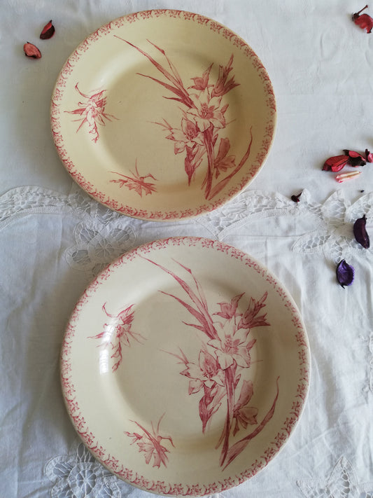 Glaieul Gien terre de fer rose