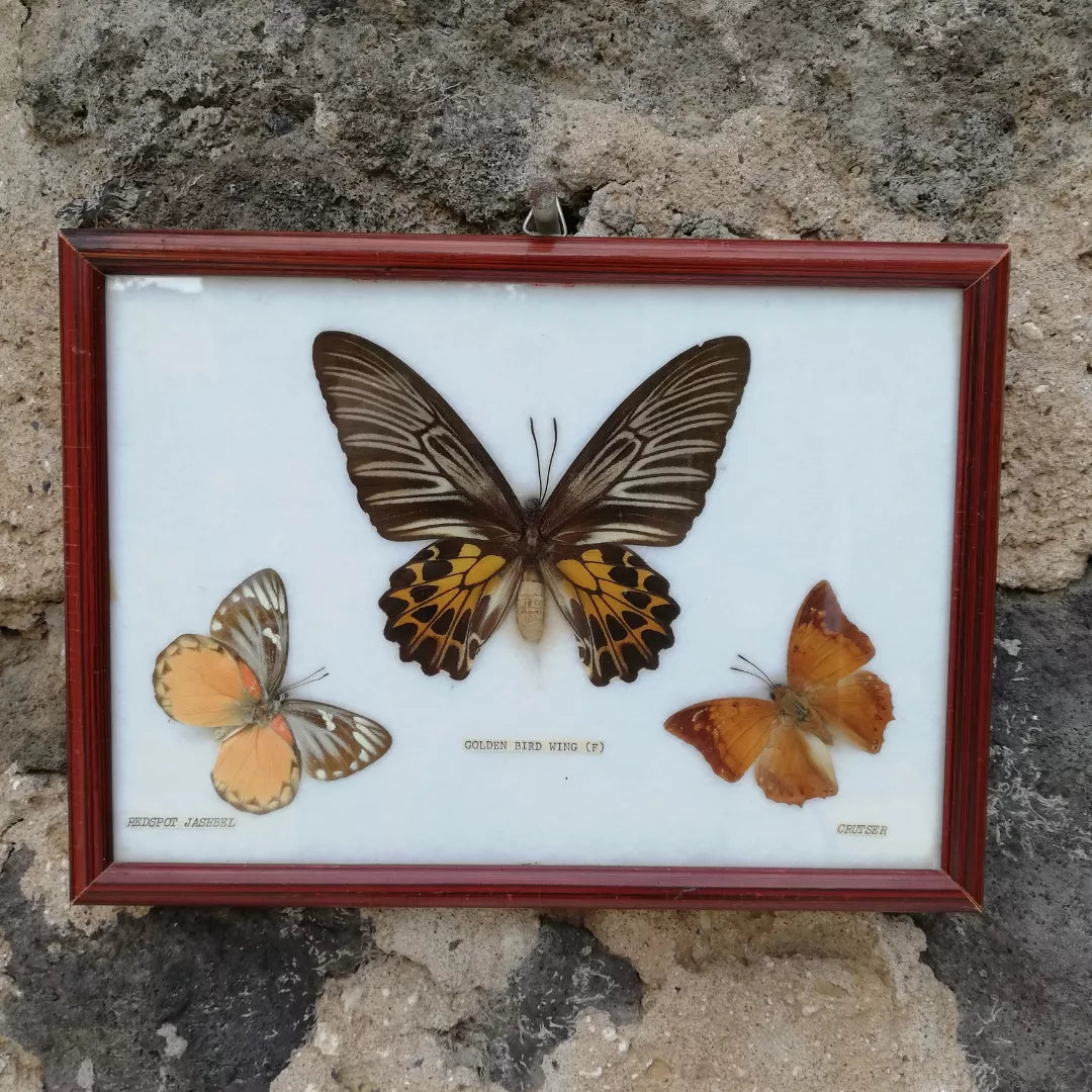 cadre papillons naturalisés