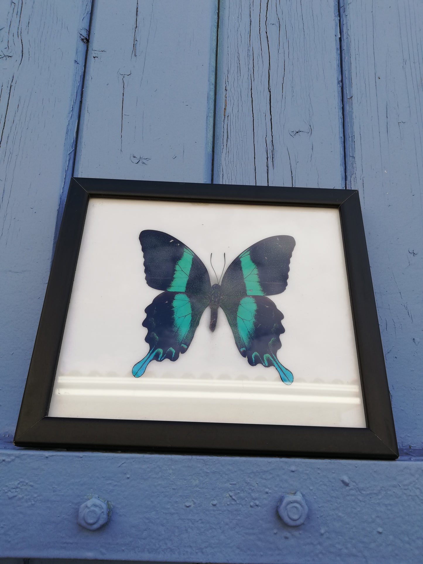 cadre papillon