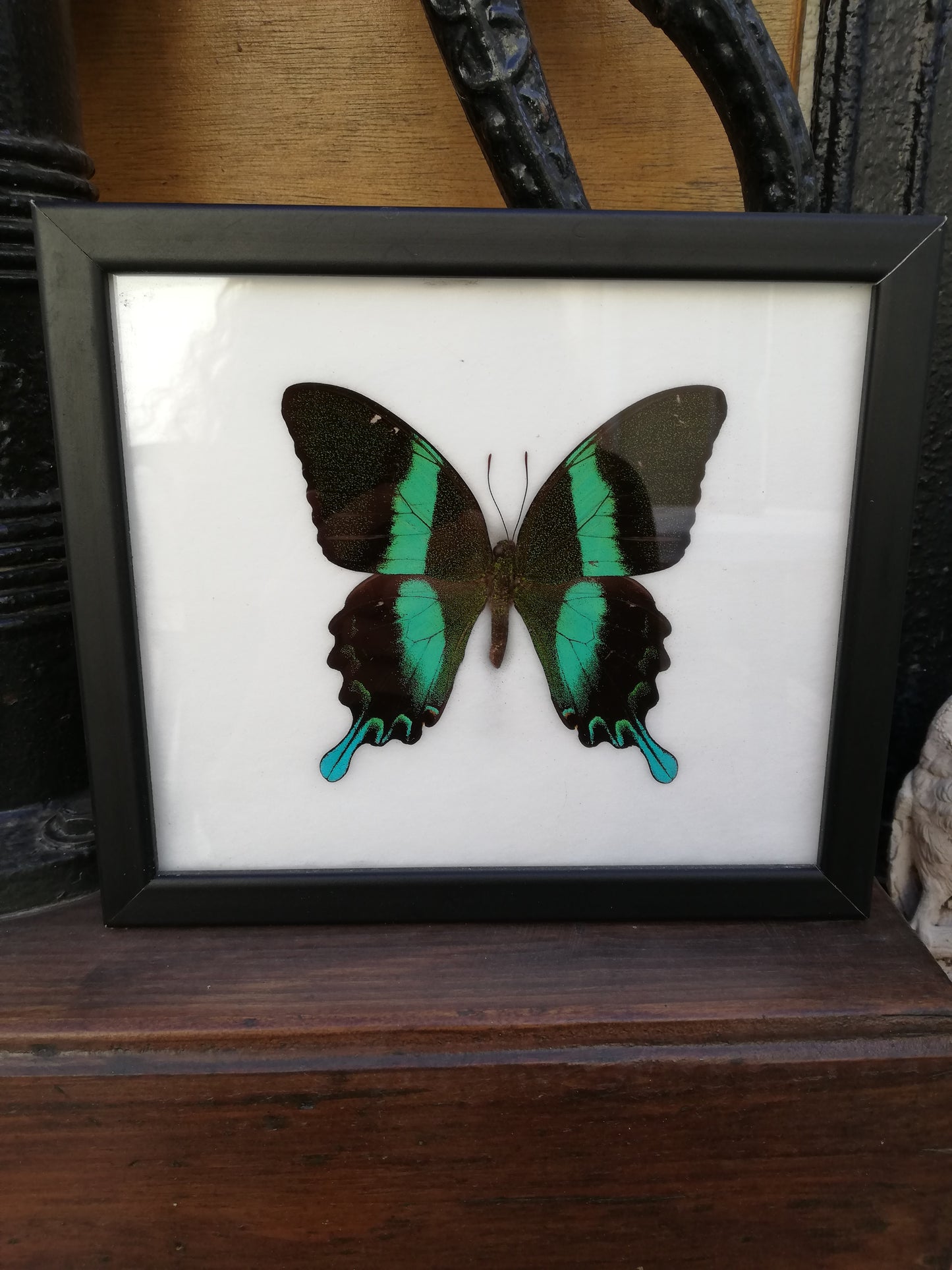 cadre papillon