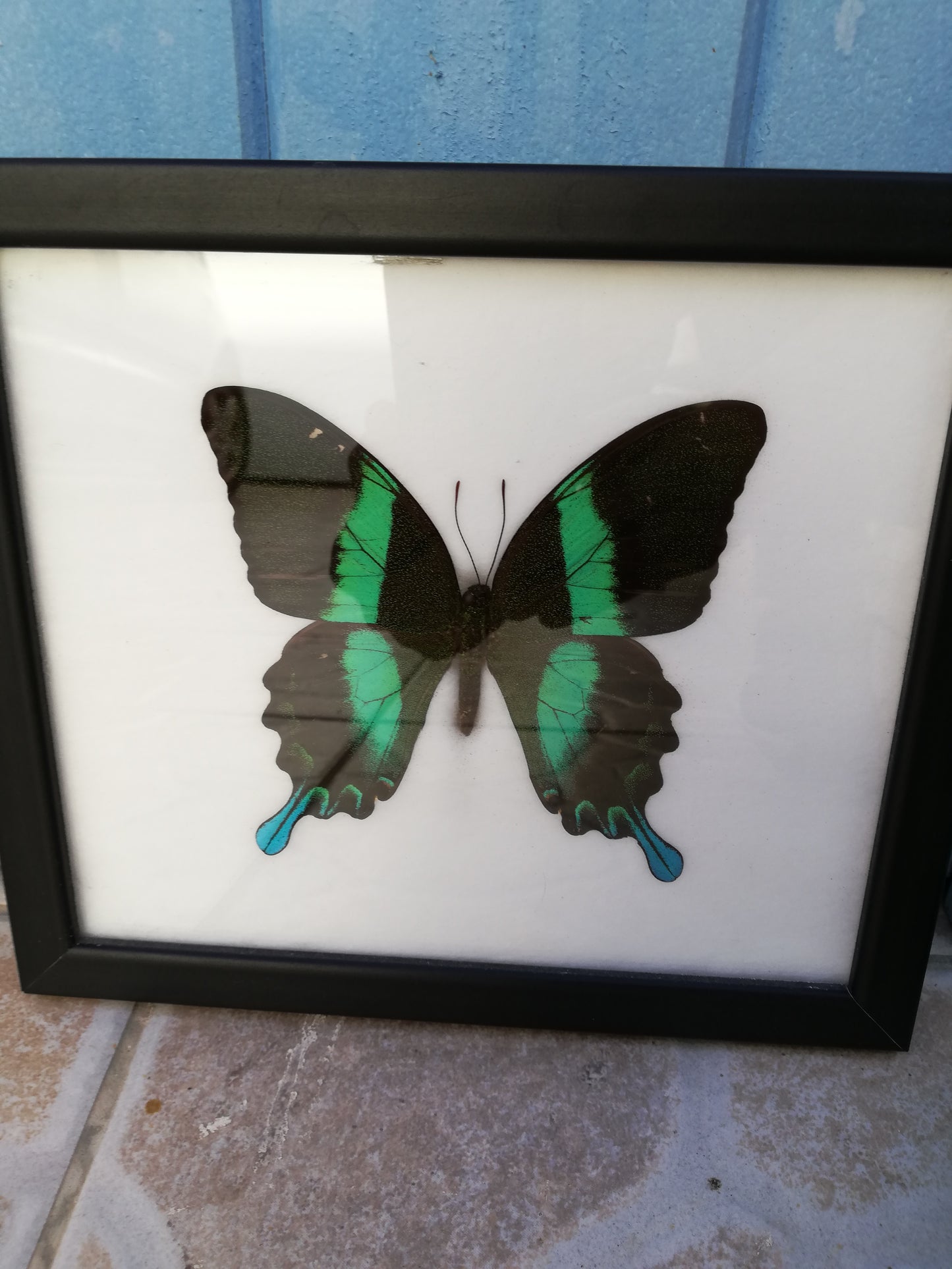 cadre papillon