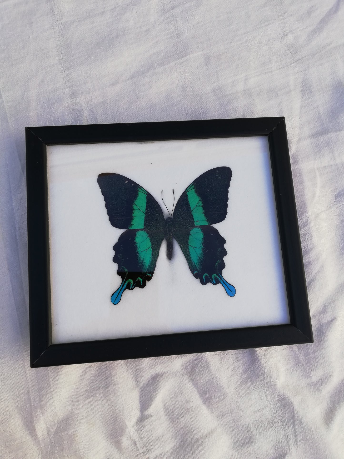 cadre papillon