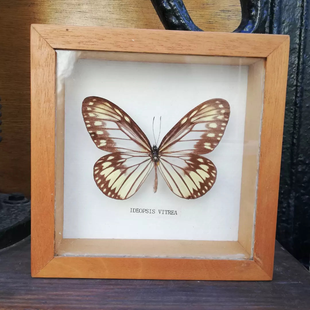 cadre papillon