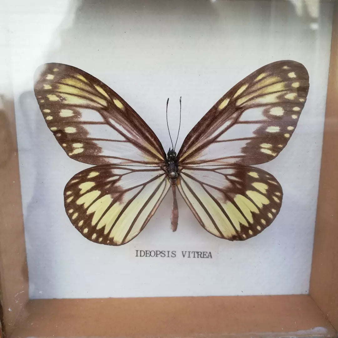 cadre papillon