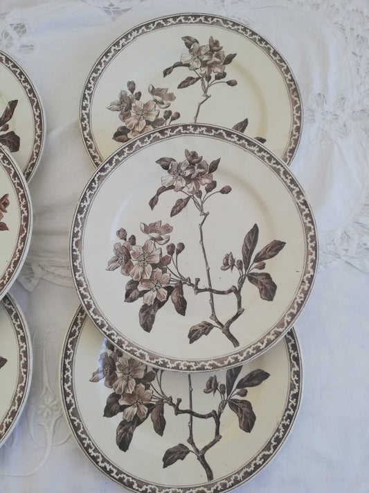 Apfelblütenteller Creil et Montereau