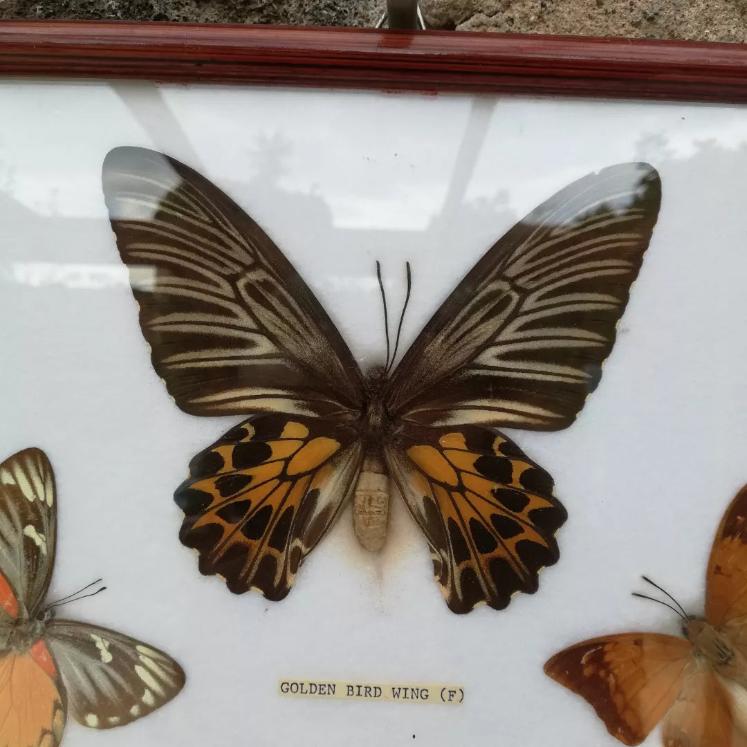 cadre papillons naturalisés