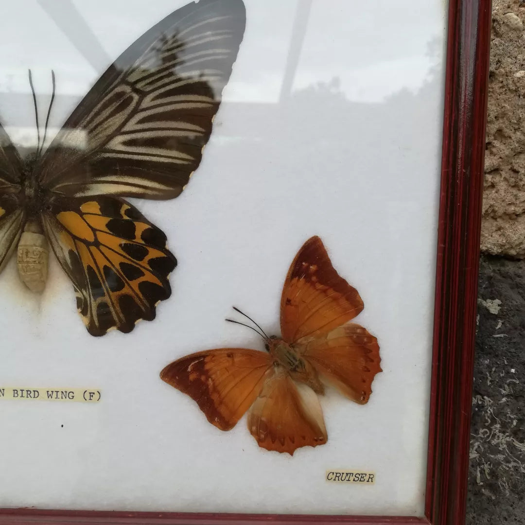 Eingebürgerter Schmetterlingsrahmen
