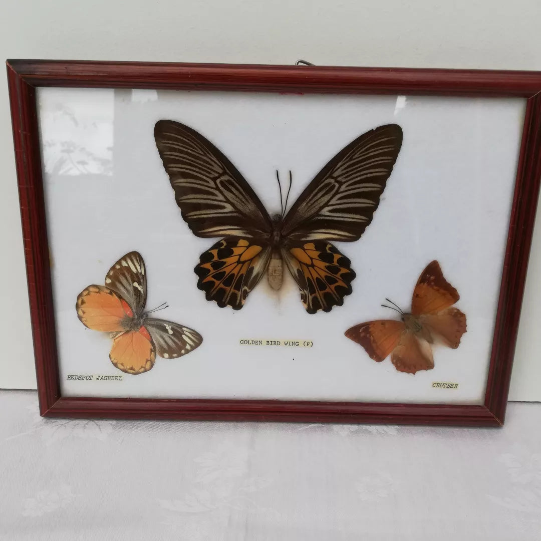 cadre papillon vintage naturalisé